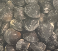 お汁に!国産しじみ 200g お汁に!国産しじみ 200g